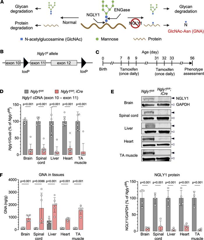 NGLY1 knockdown in an inducible knockout mouse model of NGLY1 deficiency...