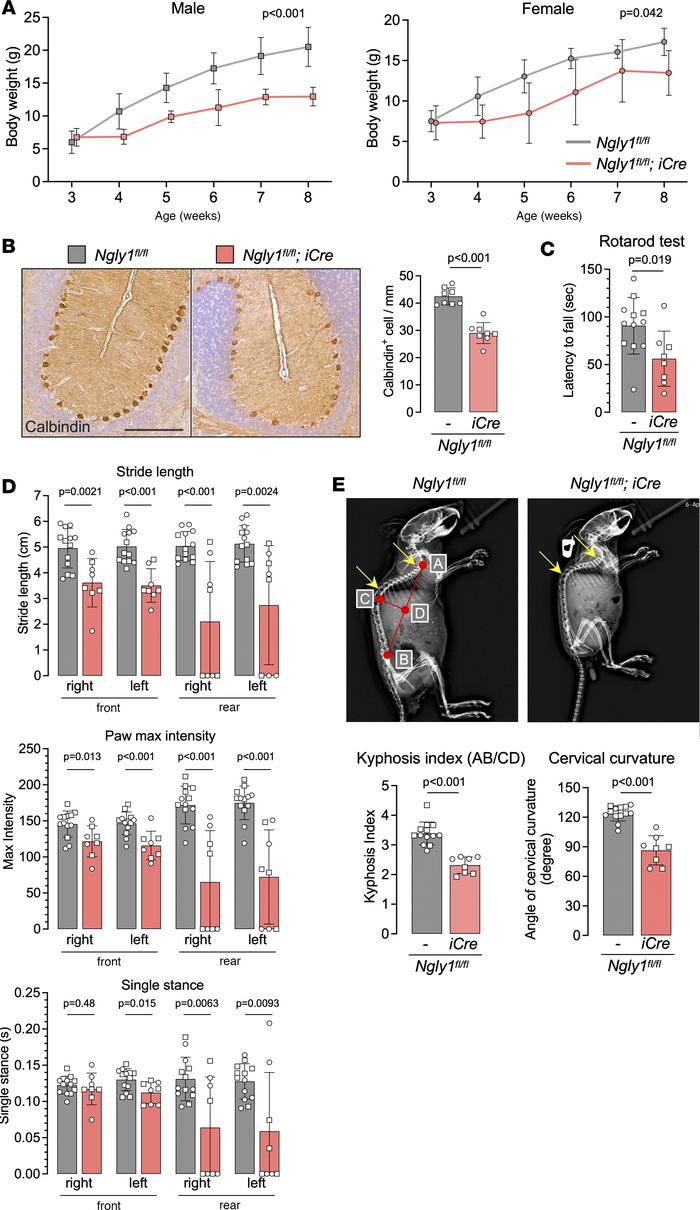 NGLY1 knockdown in iNgly1 mice leads to disease-related phenotype.
(A) B...