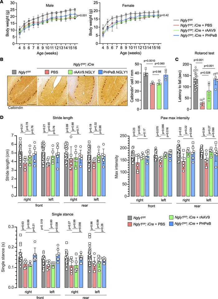 Comparing rAAV9 and rAAV.PHPeB for short-term therapeutic efficacy.
(A) ...