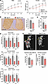 NGLY1 knockdown in iNgly1 mice leads to disease-related phenotype.