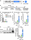 Comparing rAAV9 and rAAV.PHPeB for gene delivery and expression efficiency.