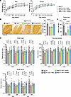 Comparing rAAV9 and rAAV.PHPeB for short-term therapeutic efficacy.