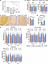 rAAV.PHPeB treatment shows long-term therapeutic efficacy in iNgly1 mice.