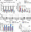 rAAV.PHPeB treatment lowers GNA in the CNS of iNgly1 mice.