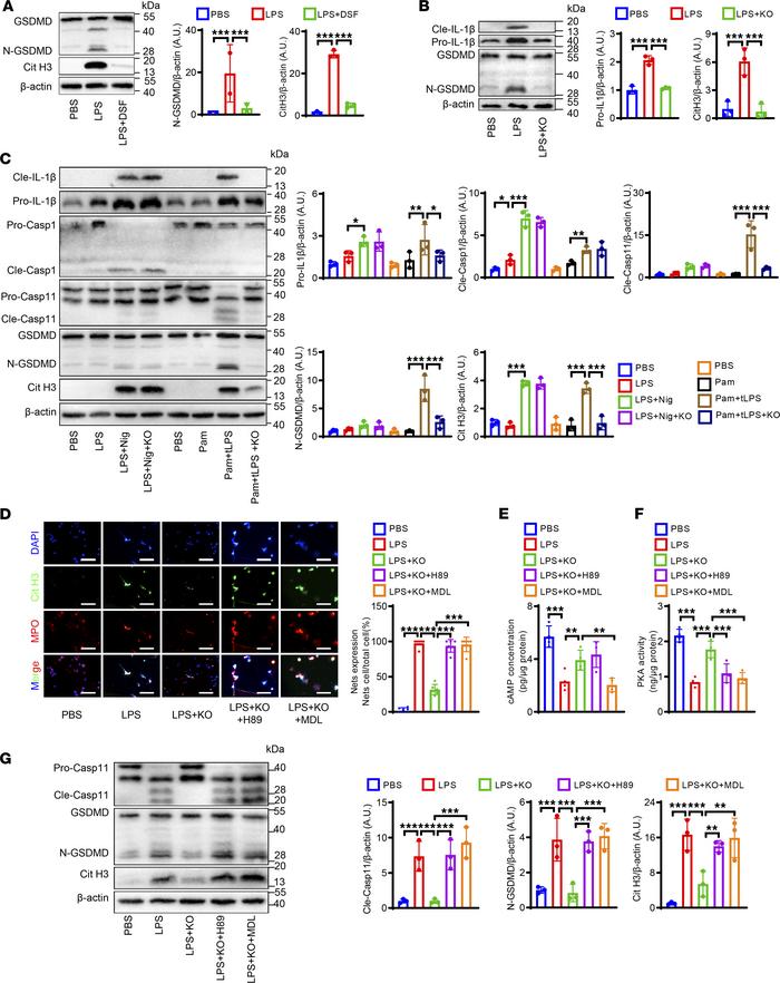 PI3Kγ promotes NETs’ formation via noncanonical pyroptosis pathways in v...
