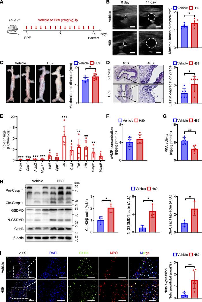 cAMP/PKA inhibitor eliminates protective effect of PI3Kγ knockout in ela...