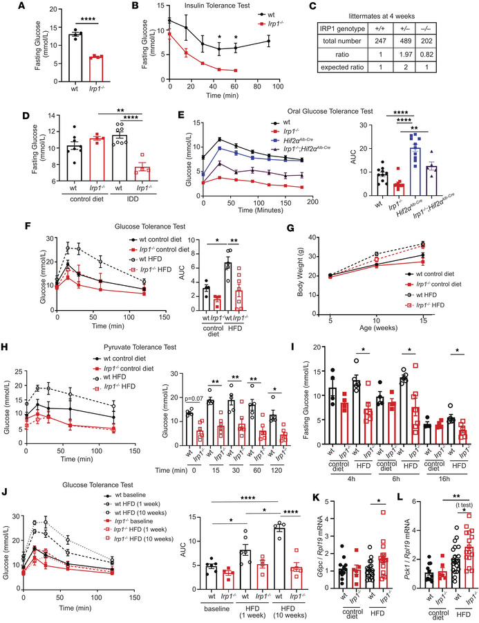 Young Irp1–/– mice are hypoglycemic, and adult animals do not develop hi...