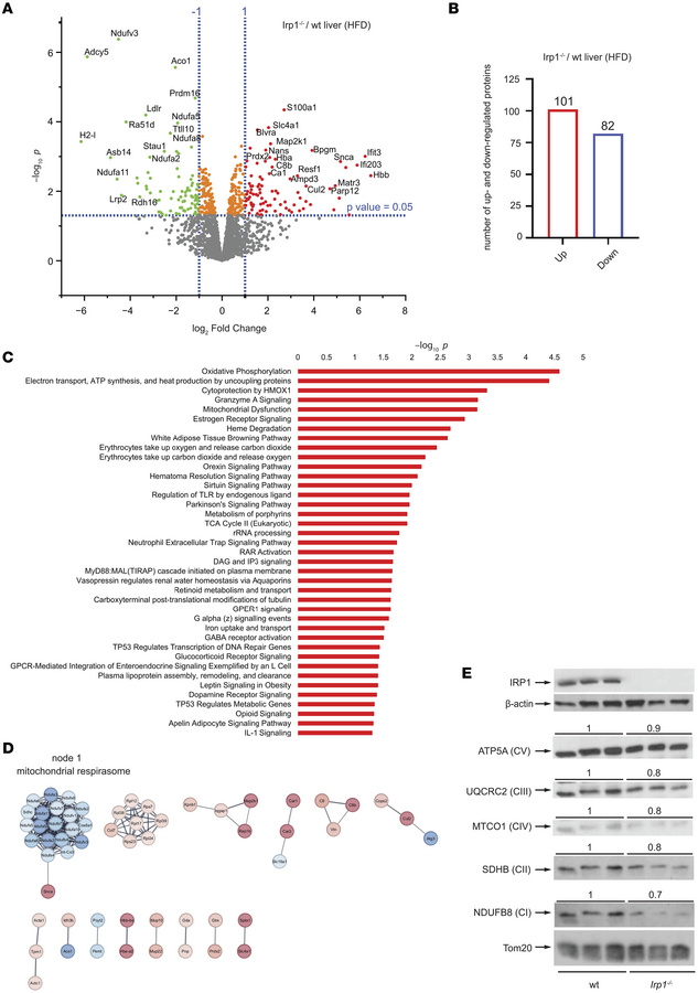 Altered mitochondrial proteome in the liver of Irp1–/– mice.
For10 weeks...