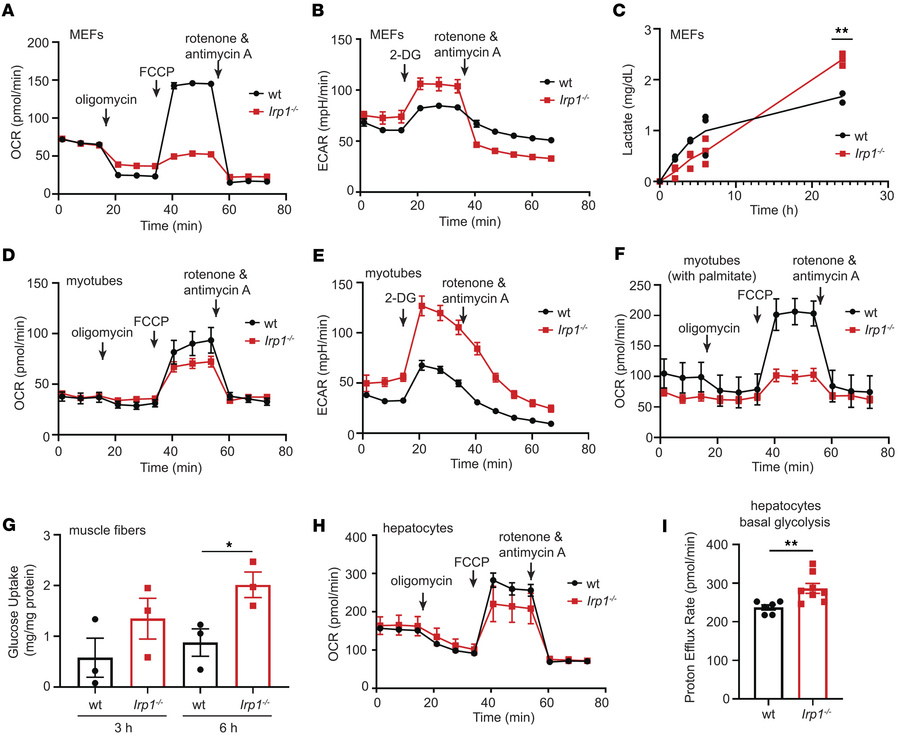 IRP1 deficiency causes mitochondrial dysfunction and a switch from oxida...