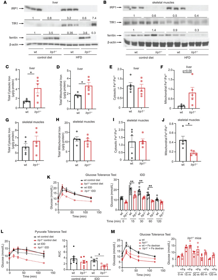 Evidence that mitochondrial dysfunction in IRP1-deficient cells is cause...