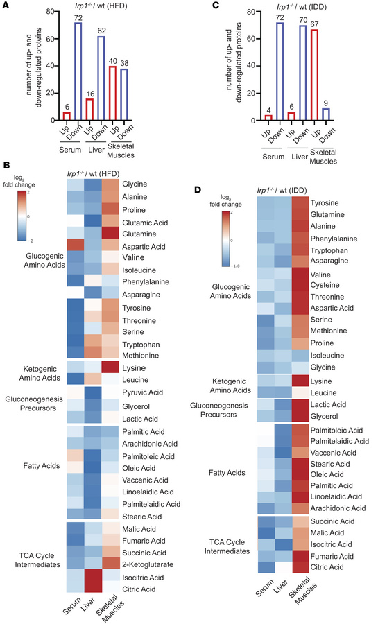 IRP1 deficiency triggers metabolic reprogramming in mice fed high-fat or...