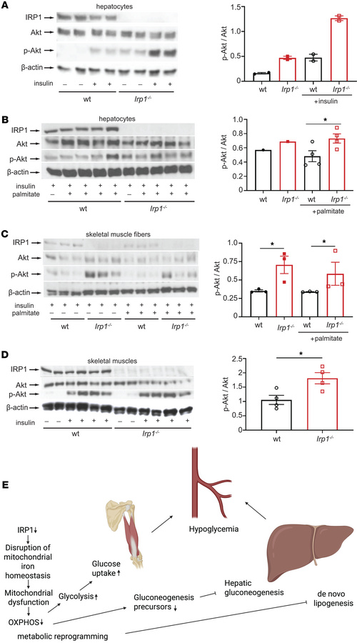 IRP1 deficiency stimulates insulin signaling.
(A) Western blot analysis ...