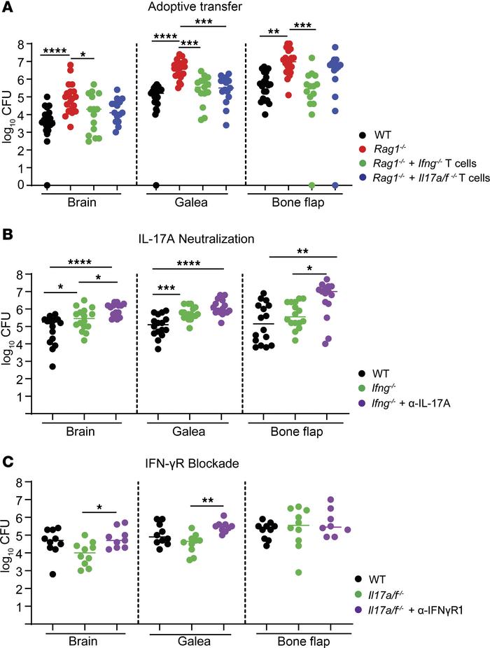 IFN-γ and IL-17A cooperate to prevent S. aureus outgrowth during craniot...