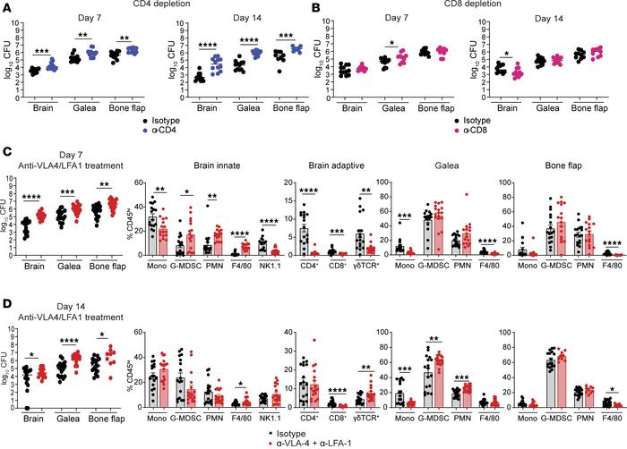 CD4+ T cells are critical for controlling craniotomy infection.
(A and B...