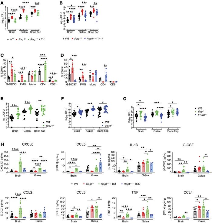 Th1 and Th17 cells are important for bacterial containment during S. aur...