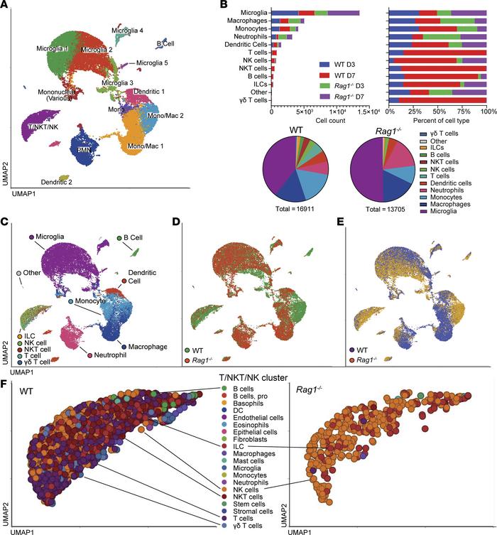 Single-cell transcriptomics of WT versus Rag1–/– immune populations duri...