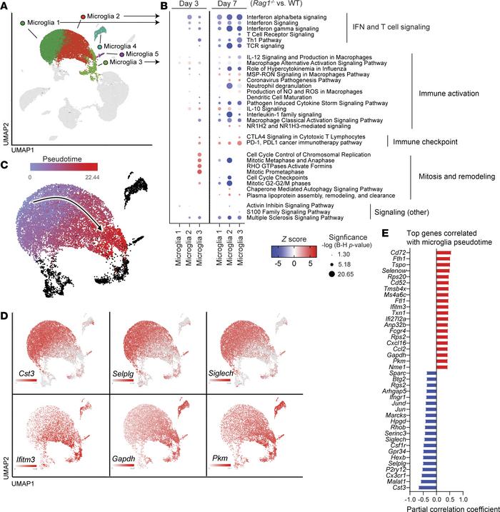 Microglia in Rag1–/– mice exhibit decreased proinflammatory activation d...