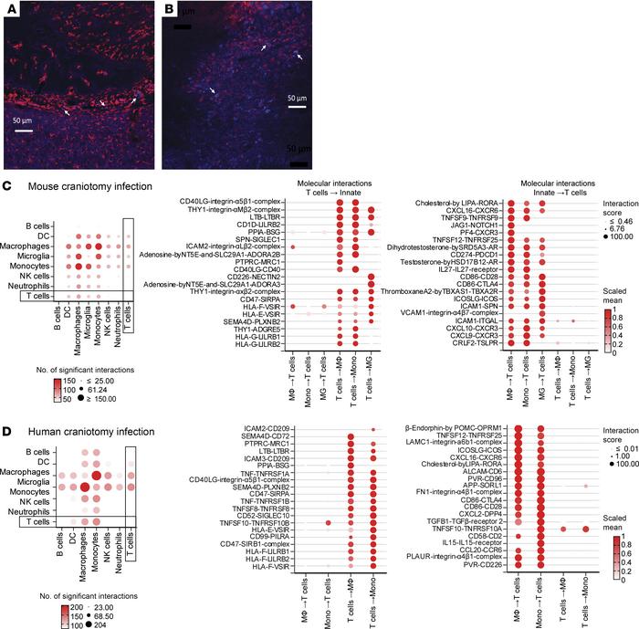 Mouse and human T cells exhibit crosstalk with innate immune populations...