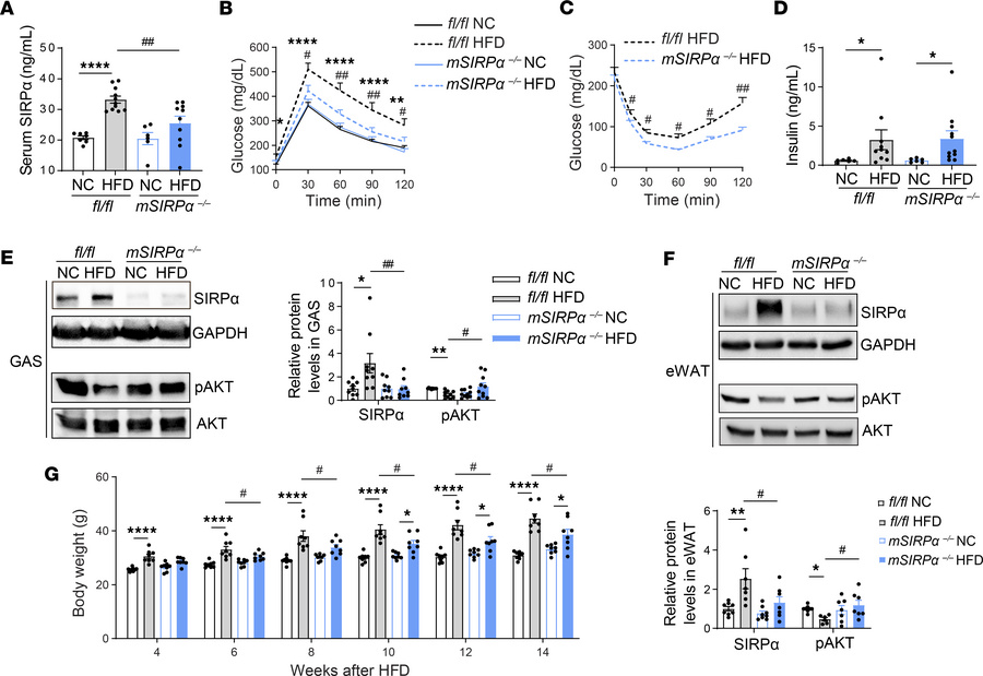Blocking SIRPα in muscle prevents serum SIRPα release while improving in...