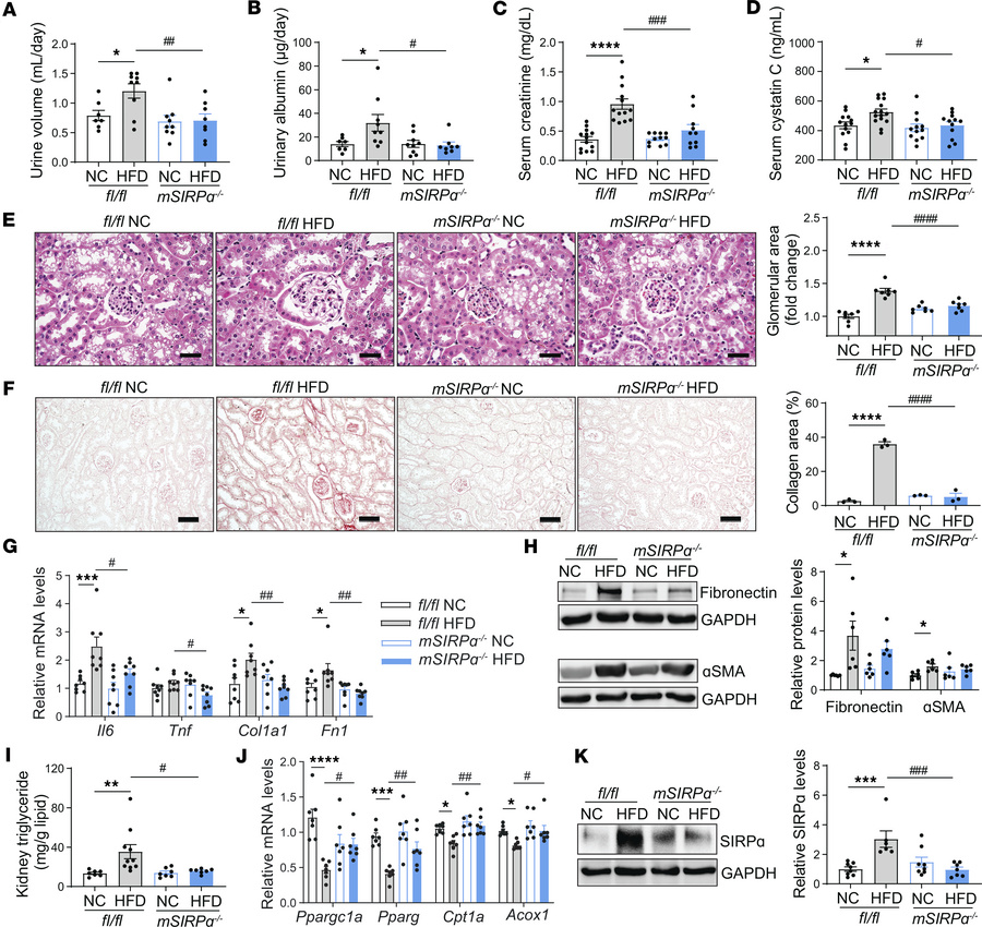 SIRPα suppression in skeletal muscle mitigates HFD-induced renal fibrosi...
