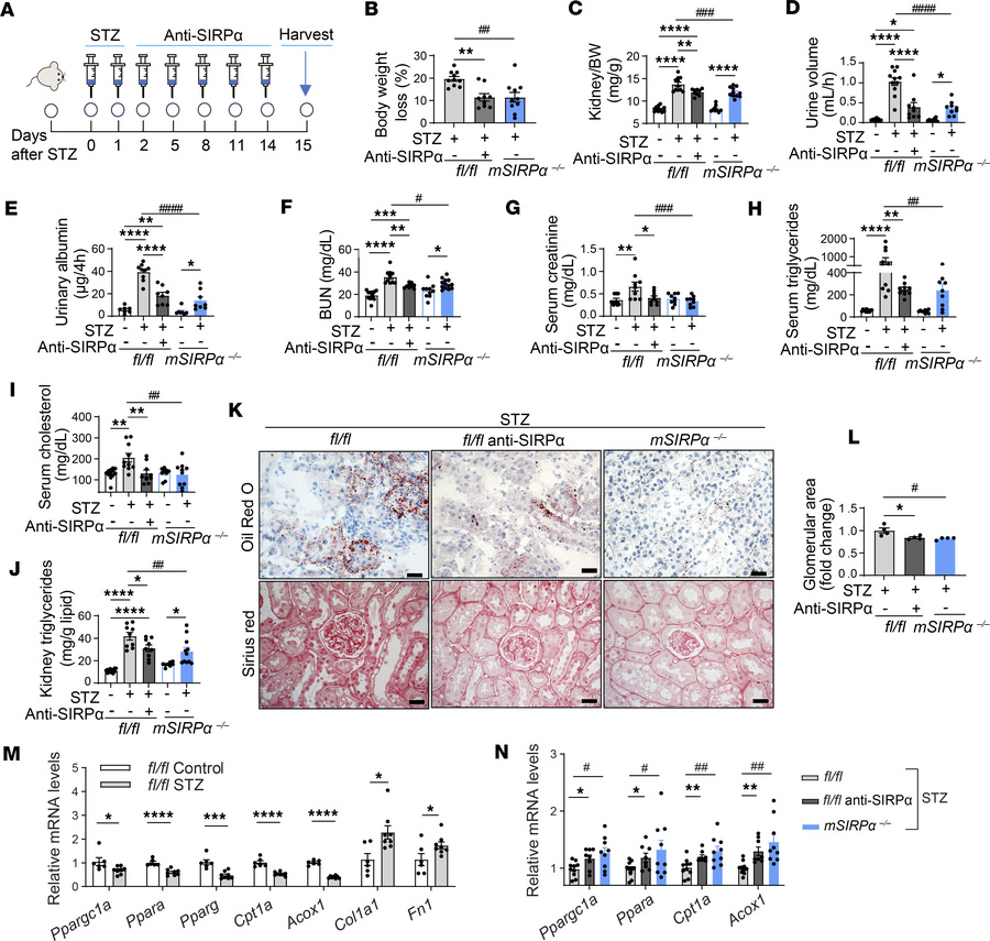 Blocking SIRPα in muscle attenuates streptozotocin-induced cachexia and ...