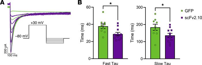 scFv2.10 transduction accelerates gating in HEK293 cells stably expressi...