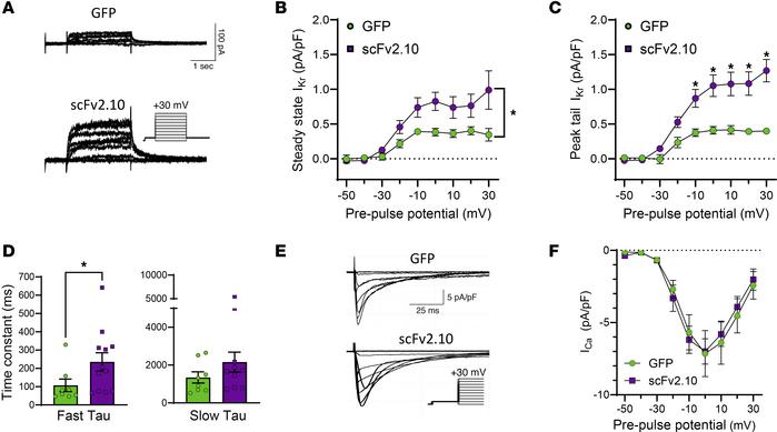 scFv2.10 transduction selectively increases IKr density in JLN hiPSC-CMs...