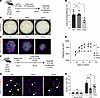Impaired proliferation of HPS AT2 cells ex vivo and in vivo.