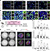 A p53-mediated Krt8+ reprogrammed transitional cell state in HPS mice.