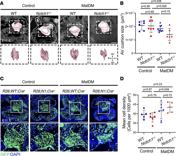 matDM impairs AV cushion size in Notch1-haploinsufficient embryonic hear...