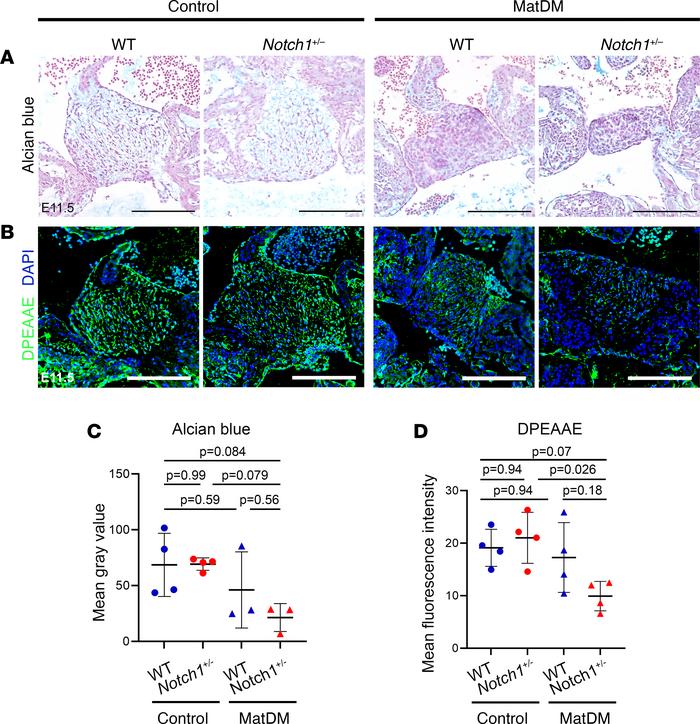 matDM impairs proteoglycan distribution within AV cushion of Notch1-hapl...