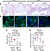 matDM impairs proteoglycan distribution within AV cushion of Notch1-haploin