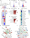 NOTCH1 haploinsufficiency and oxidative stress act synergistically to dysre