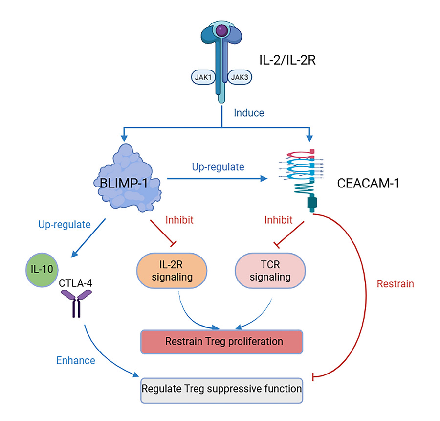 graphical abstract
