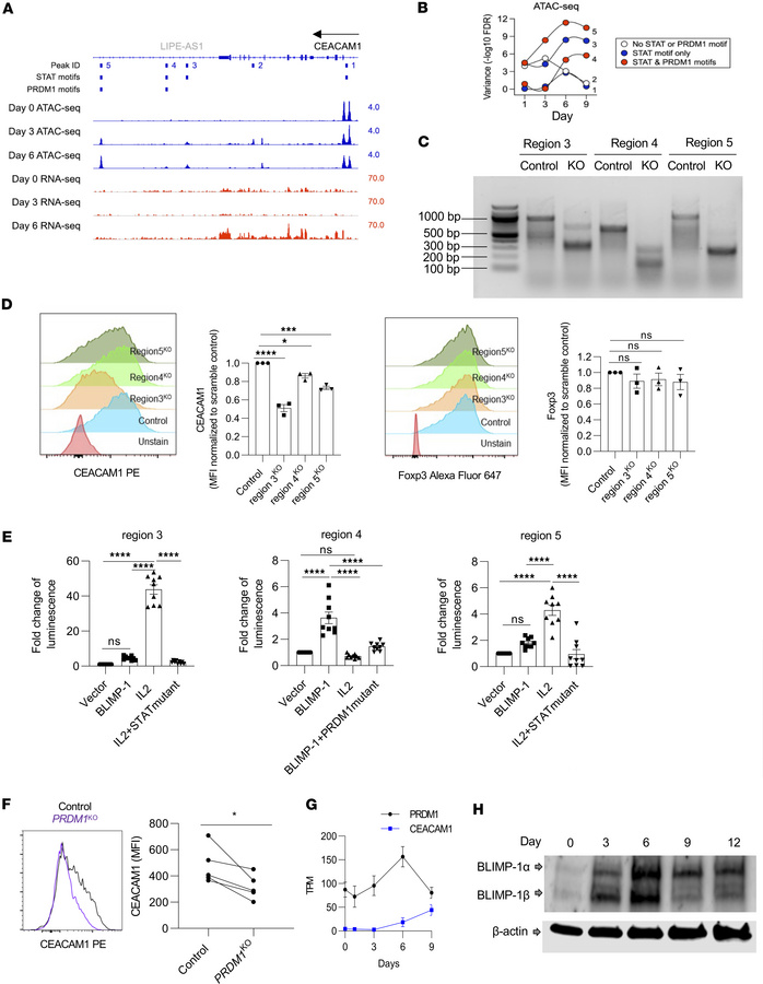 IL-2R–dependent CEACAM1 expression depends on chromatin opening and BLIM...