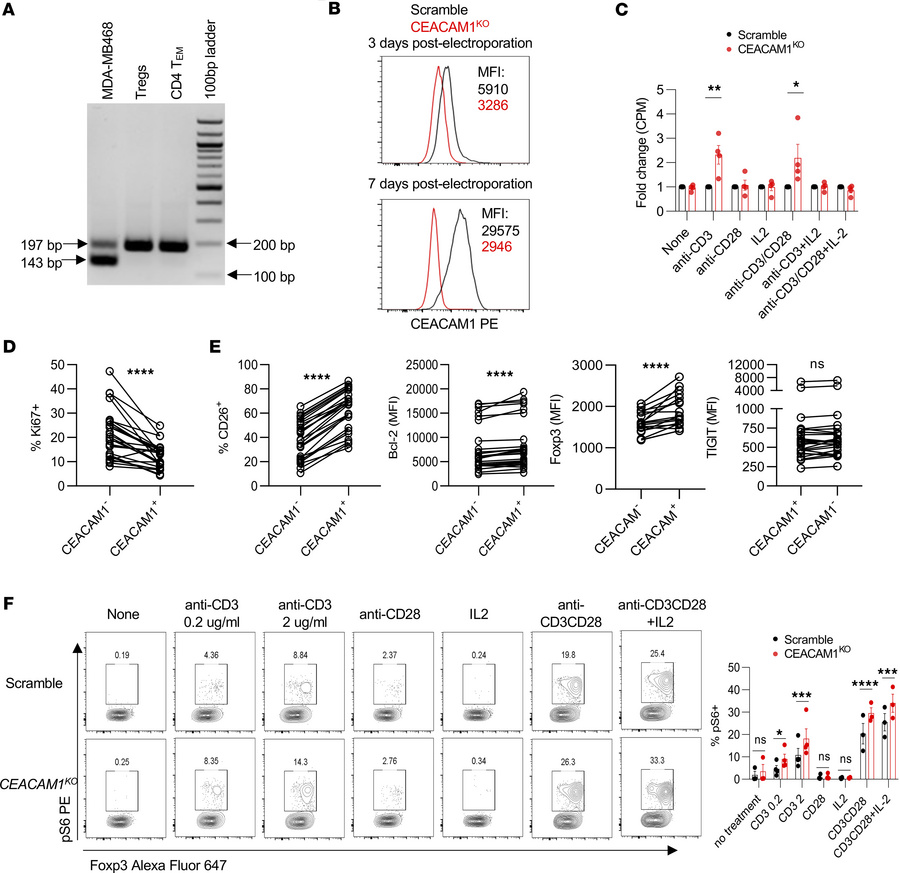 CEACAM1 is a TCR checkpoint in Tregs.
(A) RT-PCR showing CEACAM1 long (1...
