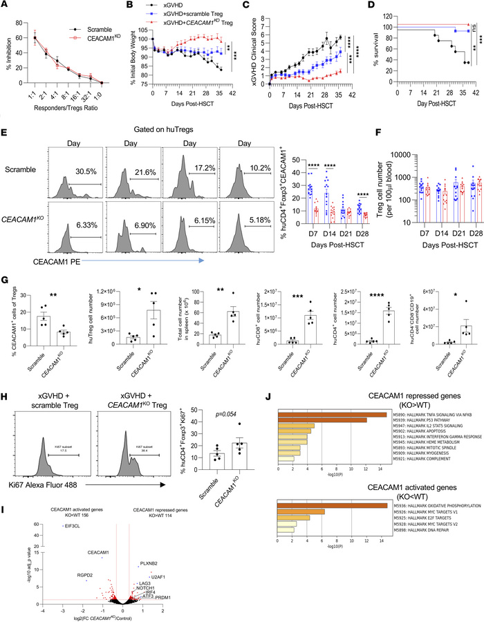 CEACAM1 restrains the suppressive function of human Tregs in vivo.
(A) T...