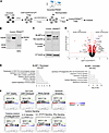 BLIMP-1–dependent transcriptional programs in human Tregs.