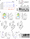 IL-2R–dependent CEACAM1 expression depends on chromatin opening and BLIMP-1