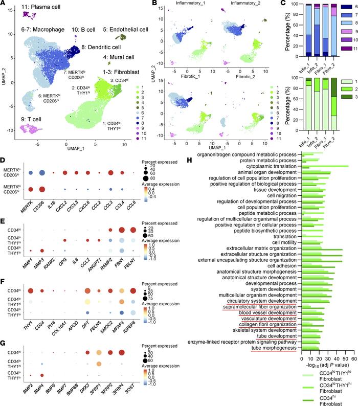 Single cell–based transcriptional profiling of synovial cell subsets.
(A...