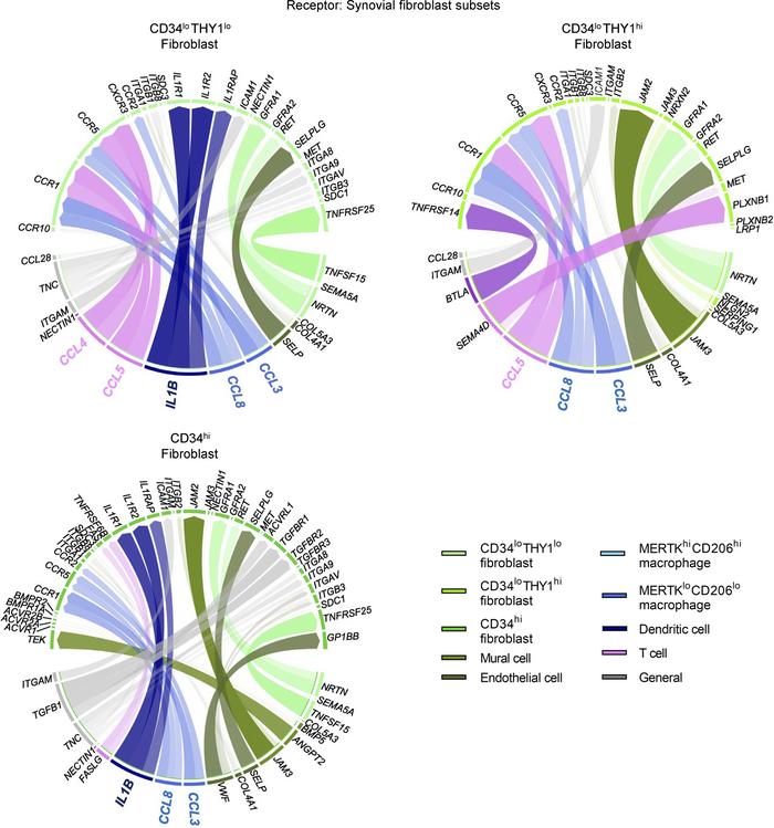 Estimated interactions between synovial cell subsets when three fibrobla...
