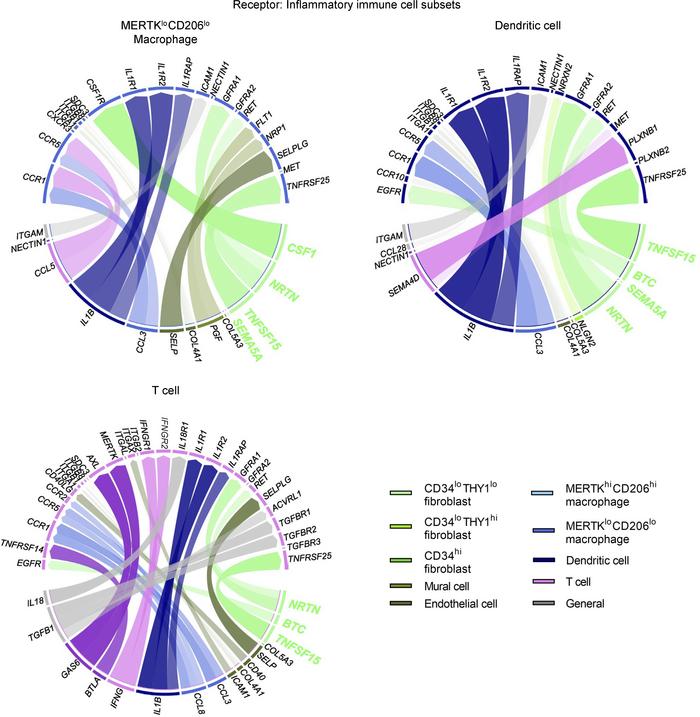 Estimated interactions between synovial cell subsets when inflammatory i...