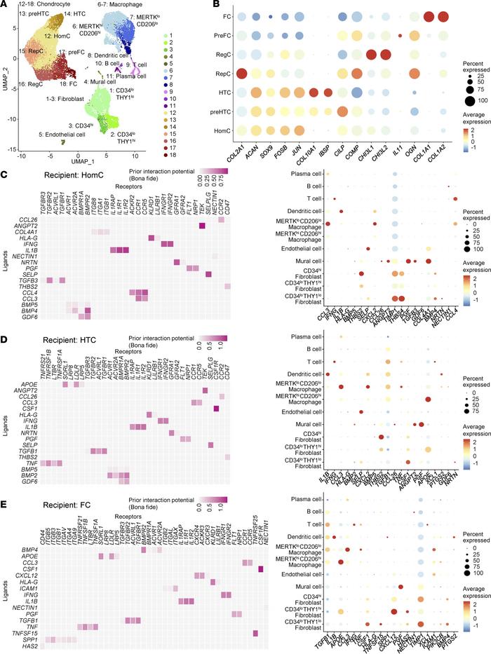 Estimated interactions between synovial cell subsets and articular chond...