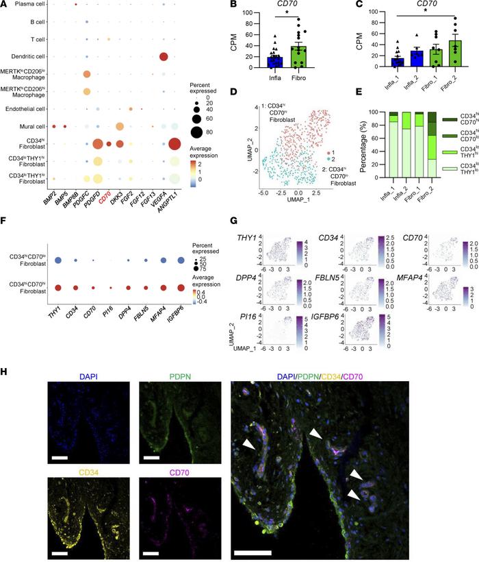 The expression profile of CD70 in OA synovium, especially fibroblast.
(A...