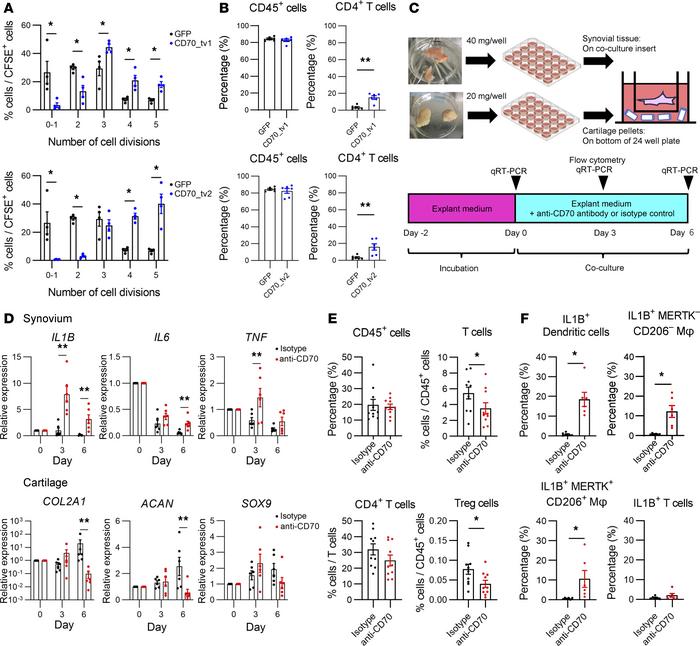 CD70 is crucial for T cell proliferation and contributes to suppression ...