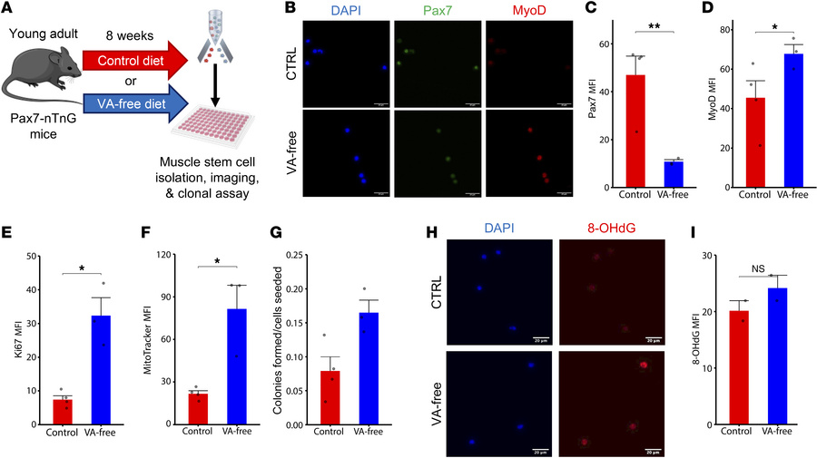 Dietary depletion of vitamin A induces premature activation and oxidativ...