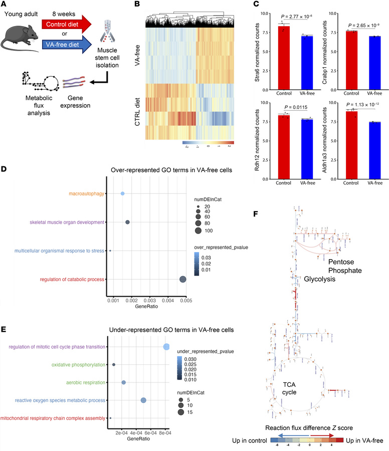 Vitamin A depletion disrupts muscle stem cell metabolism, mitochondria, ...