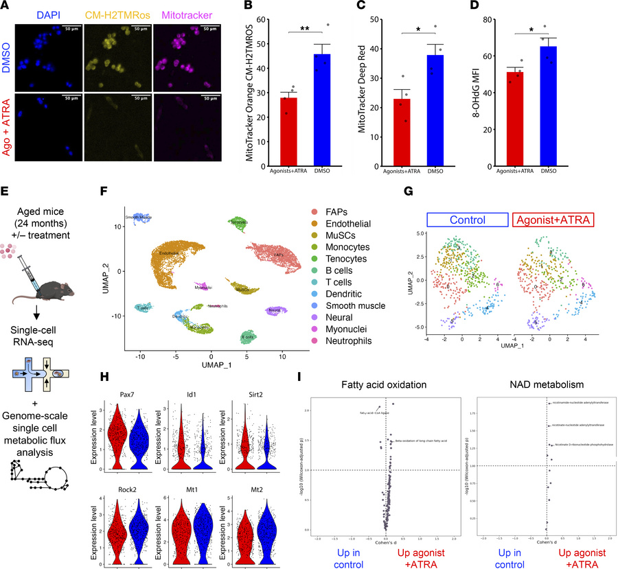 Repletion of retinoic acid signaling reduces oxidative stress and promot...