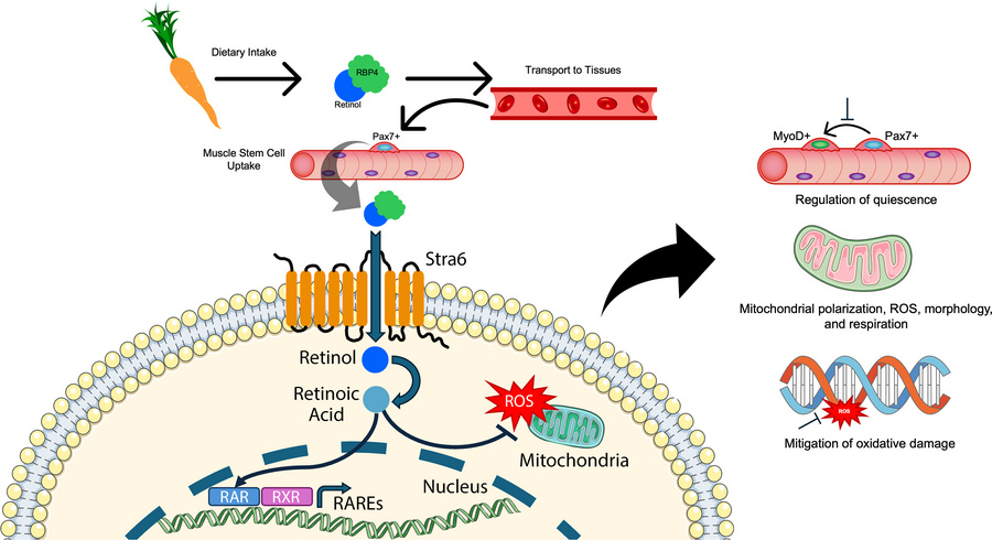 graphical abstract