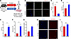 Dietary depletion of vitamin A induces premature activation and oxidative d